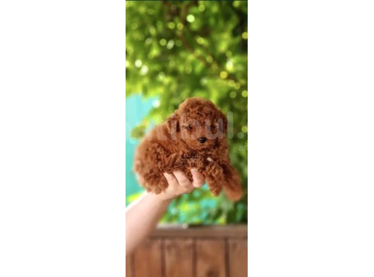 Toy Poodle Mini Boy Yavrular görsel