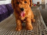Oyuncu Toypoodle Bebekler Redbrown