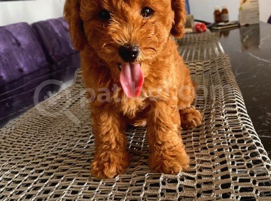 Oyuncu Toypoodle Bebekler Redbrown görsel