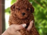 Toy Poodle Mini Boy Yavrular