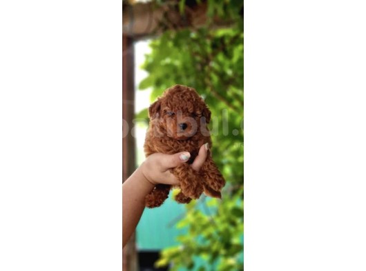 Toy Poodle Mini Boy Yavrular
