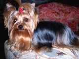 0 Yorkshire Terrier Yavruları Mama Ve Malzeme