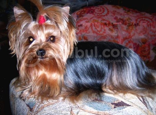 0 Yorkshire Terrier Yavruları Mama Ve Malzeme görsel