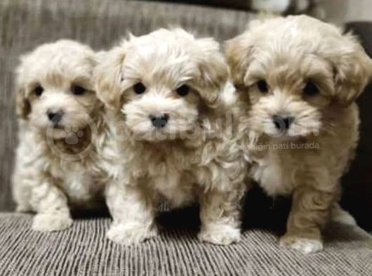 Maltipoo Mix Irk Kıvırcık Yavrular