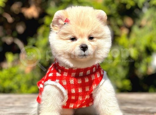 Safkan Teddy Bear Pomeranian Yavrular görsel