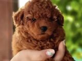 Toy Poodle Mini Boy Yavrular