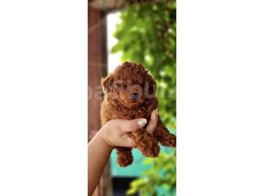 Toy Poodle Mini Boy Yavrular görsel
