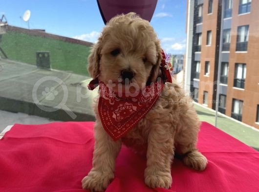 Oyuncu Toypoodle Bebeklerimiz görsel