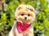 Ayıcık Surat Boo Pomeranian Yavrular