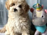 Dizayn Irk Sevimli Maltipoo Yavrular