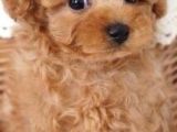 Anti Alerjik  Safkan Toy Poodle Yavrular