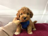 Dizayn Irk Sevimli Maltipoo Yavrular
