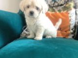 Maltipoo