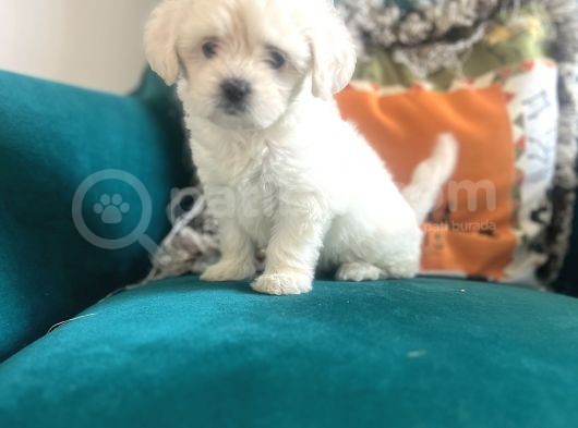 Maltipoo görsel