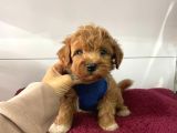 Dizayn Irk Sevimli Maltipoo Yavrular