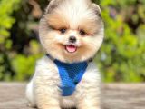 Safkan Teddy Bear Pomeranian Yavrular