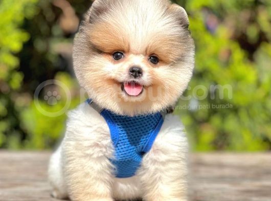 Safkan Teddy Bear Pomeranian Yavrular