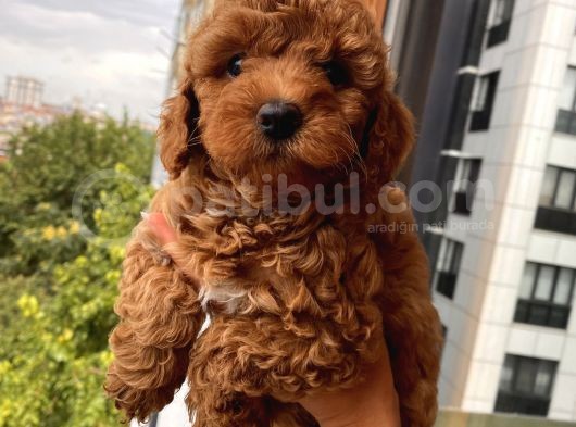 Oyuncu Toypoodle Bebekler Redbrown görsel