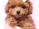 Güzel Surat Tatlı mı Tatlı Toy Poodle Yavrularımız