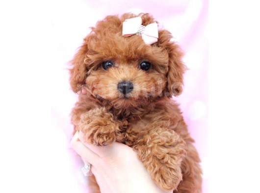 Güzel Surat Tatlı Mı Tatlı Toy Poodle Yavrularımız