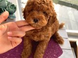 Oyuncu ToyPoodle Bebekler Redbrown