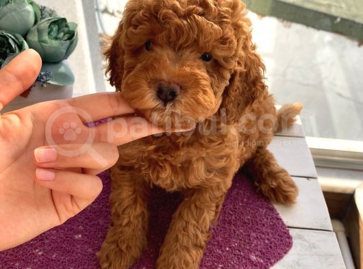 Oyuncu Toypoodle Bebekler Redbrown