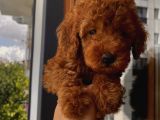 Oyuncu Toypoodle Bebekler Redbrown