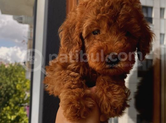 Oyuncu Toypoodle Bebekler Redbrown görsel