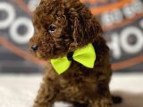 Kore Kanı A Clas Toy Poodle