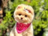 Ayıcık Surat Boo Pomeranian Yavrular