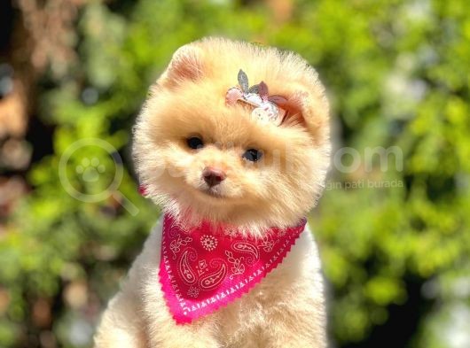 Ayıcık Surat Boo Pomeranian Yavrular