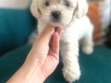 Maltipoo
