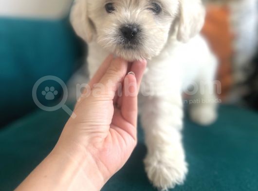 Maltipoo