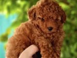 Toy Poodle Mini Boy Yavrular