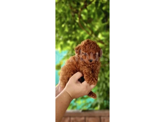 Toy Poodle Mini Boy Yavrular görsel