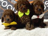 Kore Kanı A Clas Toy Poodle