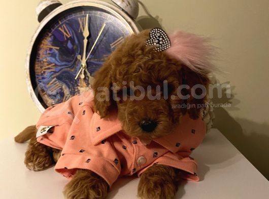 Karamel’in Birbirinden Sevimli Toypoodle Bebekleri görsel