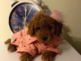 Sağlık Ve Irk Garantili Poodle Yavrularımız
