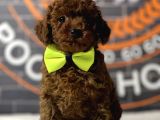 Kore Kanı A Clas Toy Poodle
