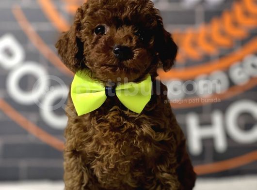 Kore Kanı A Clas Toy Poodle