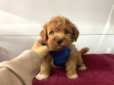 Dizayn Irk Sevimli Maltipoo Yavrular
