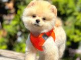 Safkan Teddy Bear Pomeranian Yavrular