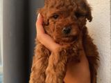 Karamel’in Birbirinden Sevimli Toypoodle Bebekleri