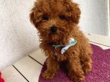 Sağlık ve Irk Garantili Poodle Yavrularımız