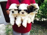 Shih Tzu Yavruları Mama Malzeme Kampanyali