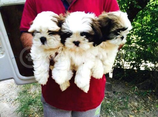 Shih Tzu Yavruları Mama Malzeme Kampanyali görsel
