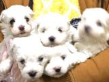 Korean Maltese Terrier Yavruları Mama Ve Malzeme Kampanyali