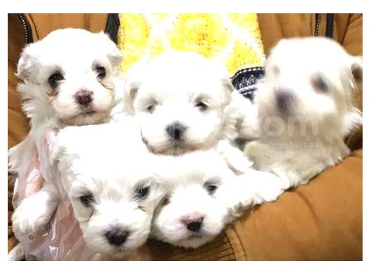Korean Maltese Terrier Yavruları Mama Ve Malzeme Kampanyali görsel