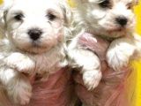 Korean Maltese Terrier Yavruları Mama Ve Malzeme Kampanyali
