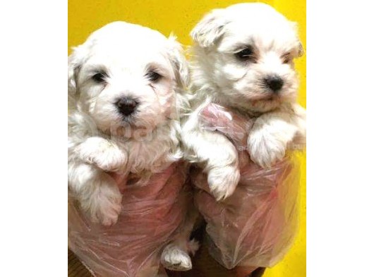 Korean Maltese Terrier Yavruları Mama Ve Malzeme Kampanyali